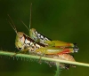 Acrididae 2