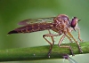 Asilidae Clephydroneura Becker