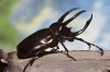 Chalcosoma atlas