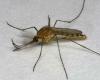 Culicidae (mosquitoes)
