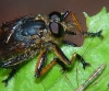 Diptera Asilidae1