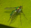 Diptera Dolichopodidae