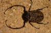 Eucrinae Cheirotonus gestroi m