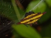 Gasteracantha sturi possibly