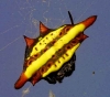 Gasteracantha sturi or similar