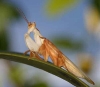 Hymenopus coronatus  m