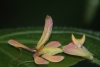 Hymenopus coronatus 3