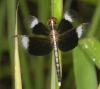 Neurothemis tullia  m