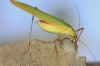 Orthoptera