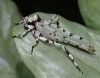 Orthoptera 1