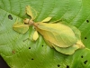 Phyllium celebicum f