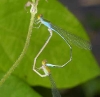 Pseudagrion rubriceps pair