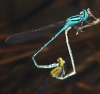 Pseudagrion, probably australiasae