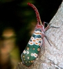 Pyrops candelaria (Fulgoridae)