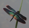 Rhyothemis plutonia