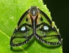 Ricaniidae