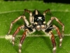 Salticidae Jumping spider
