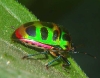 Scutellaridae (Heteroptera)