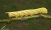 Sphingidae Acherontia lachesis