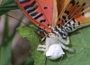 crab spider