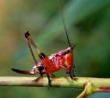 unidentified grasshopper