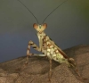 mantid