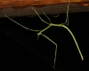 stick insect