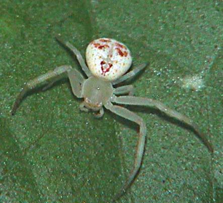 crab spider Thomisus spectabilis
