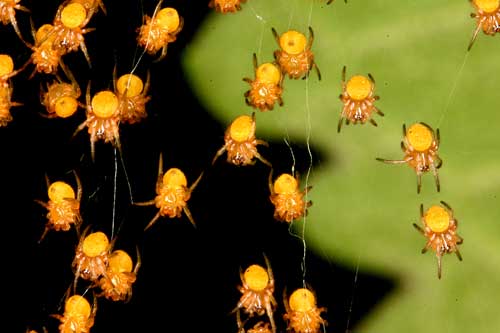 young spiders 4
