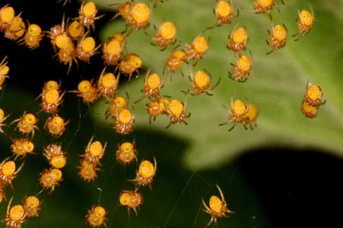 young spiders 6