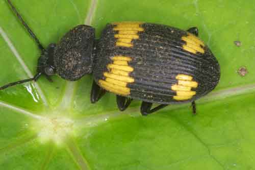 Carabidae genus Panageus (ground beetle)