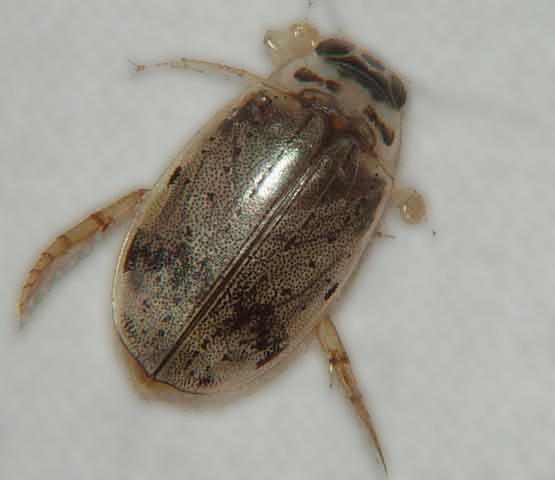 Dysticidae Eretes Sticticus (Predacious diving beetle)