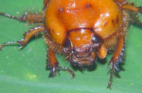 Geotrupinae, very much like Bolbohamatum drescheri  (dung beetle)