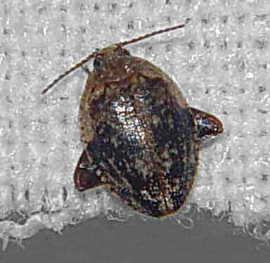 Helodidae, genus Scirtes