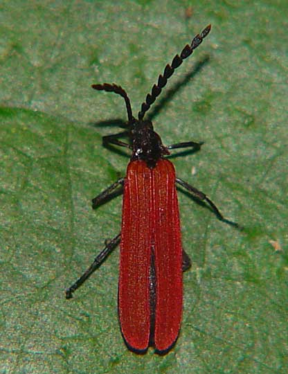 Lycidae