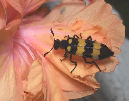 Meloidae Mylabria cichorii - can strip a flower in less time than it takes to say \'Coleoptera\'