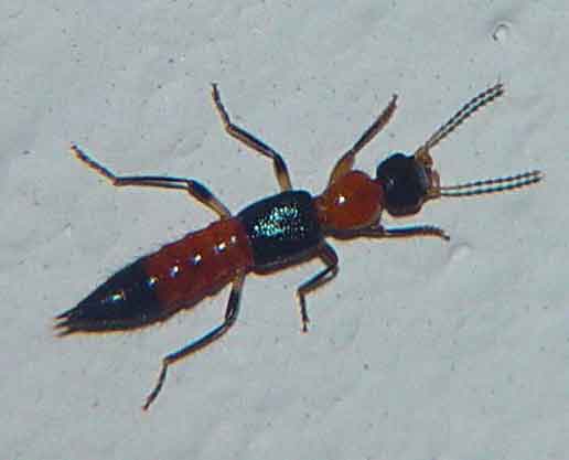 Staphylinidae Paederus