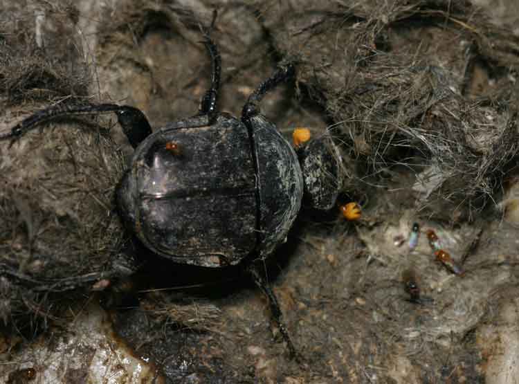 dung beetle making cocoon