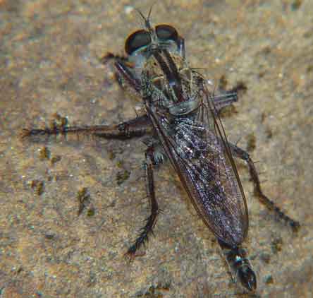 Asilidae genus Asilus