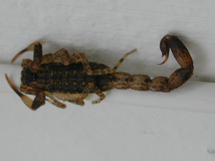 Unidentified scorpion