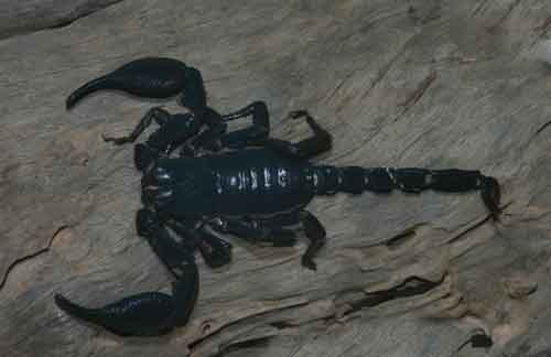 Unidentified scorpion