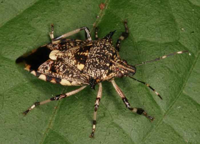 Amissus testaceus Horned shield bug