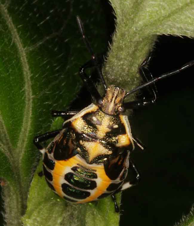 Eurydema ornata (Pentatomidae) or similar