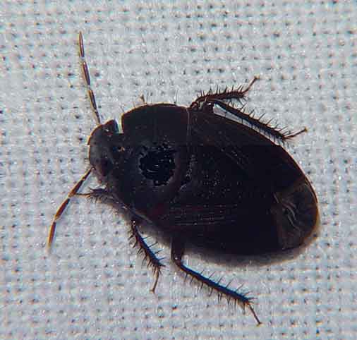 Cydnidae (burrowing bug)