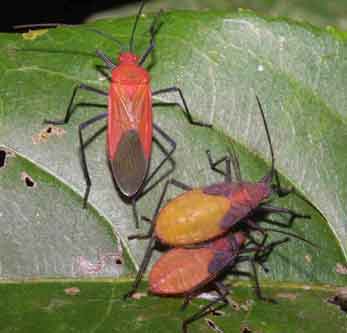 Pyrrhocoridae species 1