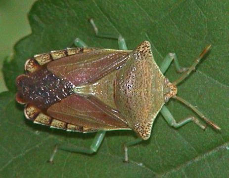Tessaratomidae Pygoplatys auropunctatus