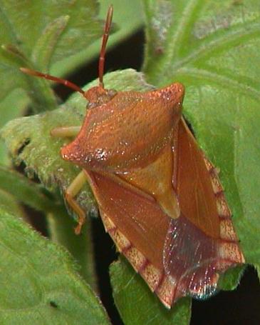 Tessaratomidae Pygoplatys