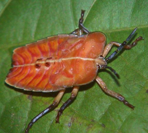 Tessaratomidae 3