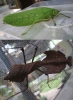 two of the inhabitants- the first time I\'ve seen the dired leaf insect