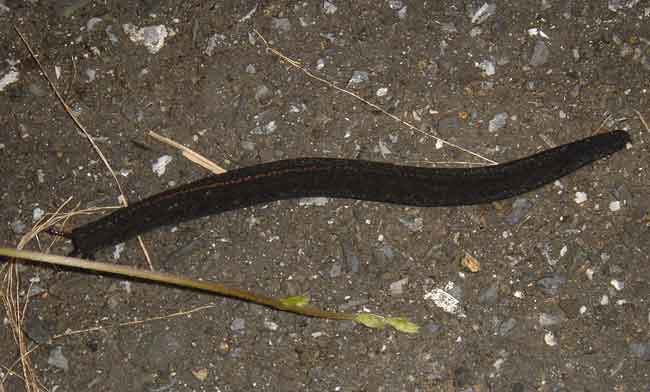 could be a velvet worm (phylum Onychophora)